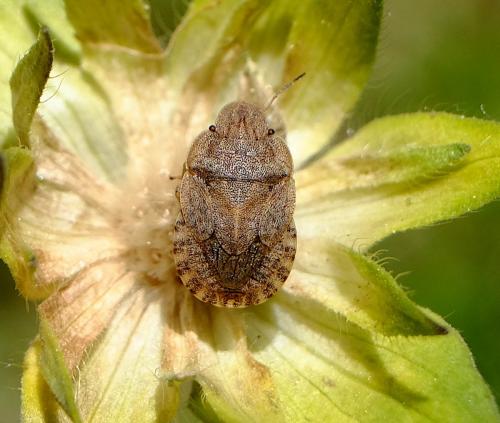 Réf. 260 054 : Sciocoris sp.